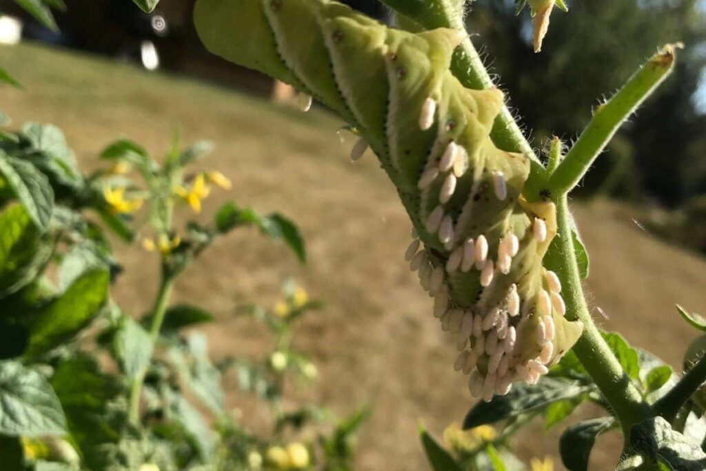 Control and Prevention of Tomato Hornworms