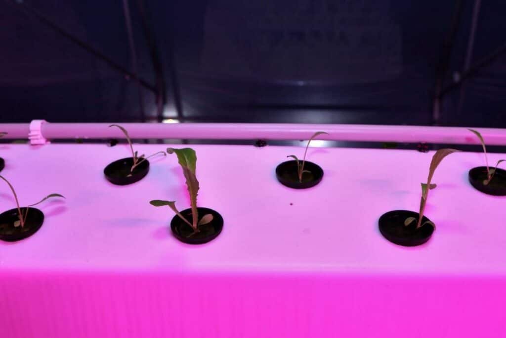 What Prevents rooting aeroponic cloners