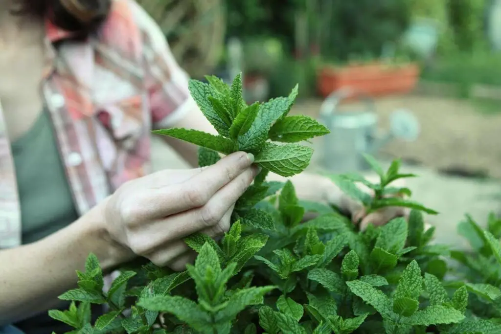Pruning mint plant