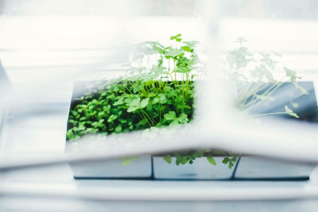 Prune parsley aerogarden complete guide