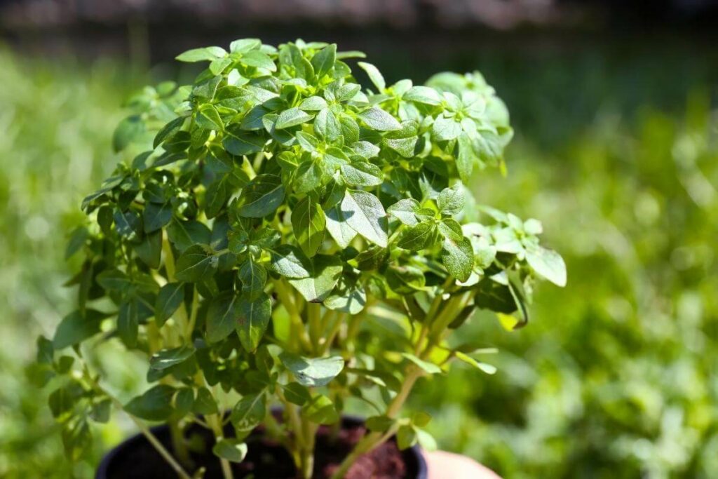 Pruning plants