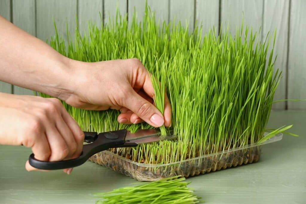 Cutting wheatgrass