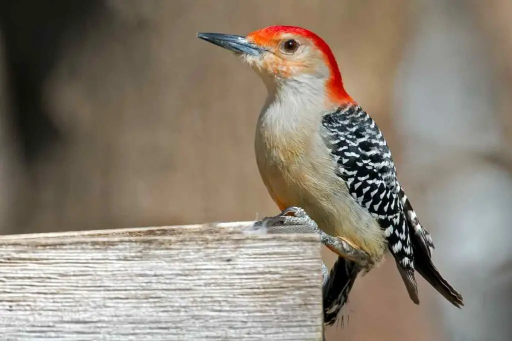 Red-Bellied Woodpeckers in Missouri
