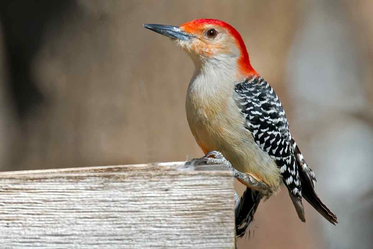 7 Types of Woodpeckers in Missouri Gardenia Organic