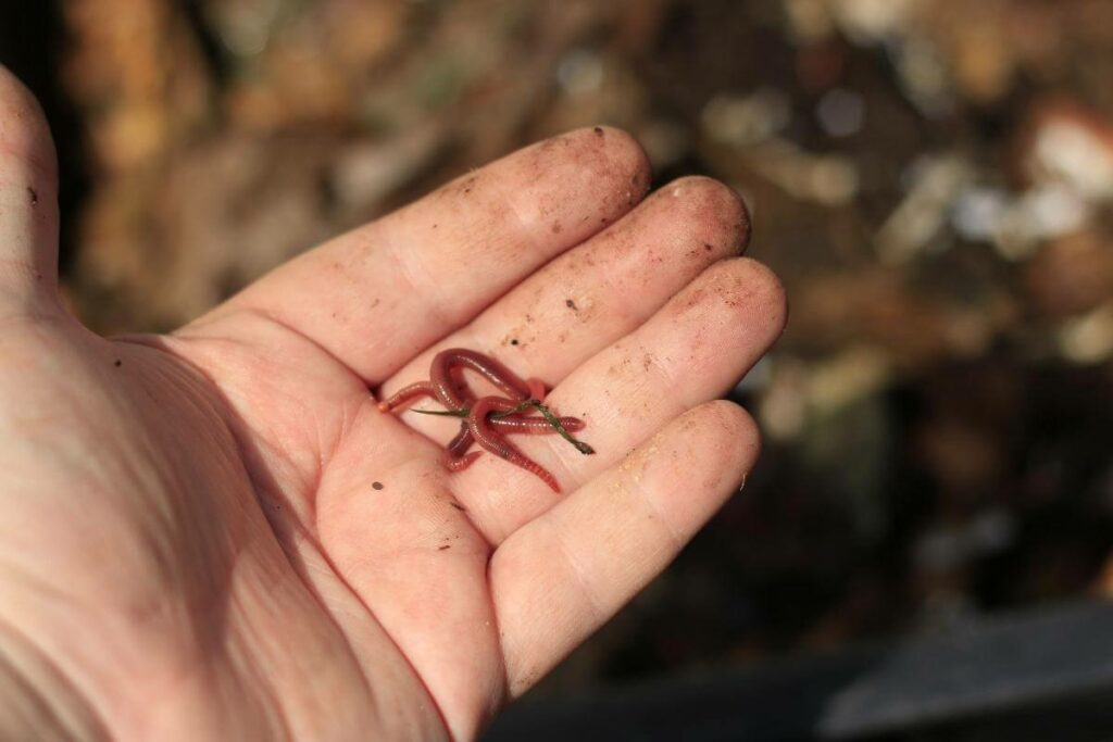 Using red composting worms