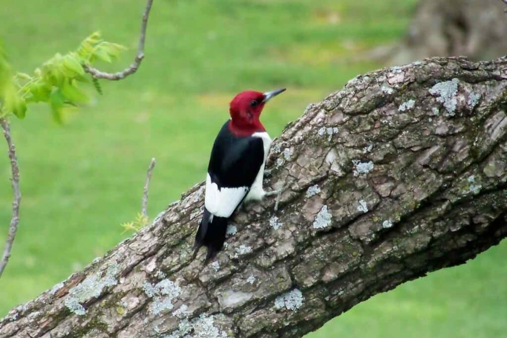 Red-Headed Woodpeckers in Missouri