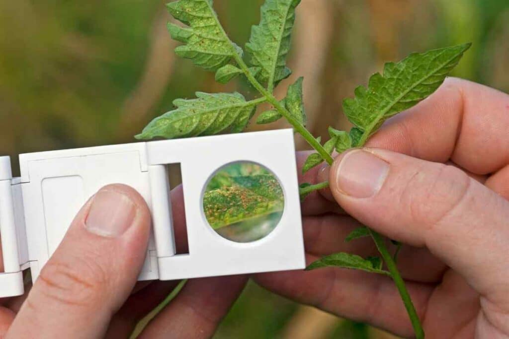 Red spider mites magnifying glass