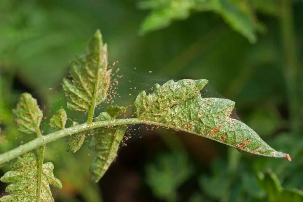 Red spider mites eat sap in garden