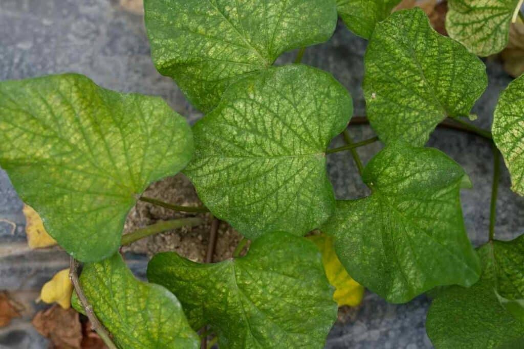 Red spider mites infestation control tips