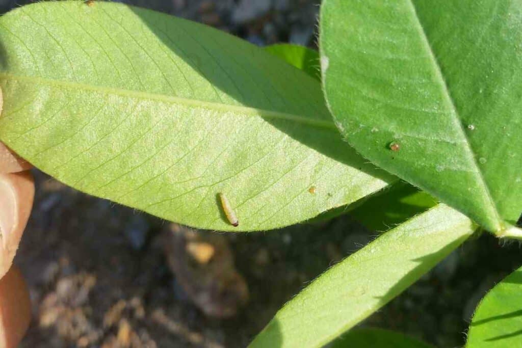 Removing worms from potted plants