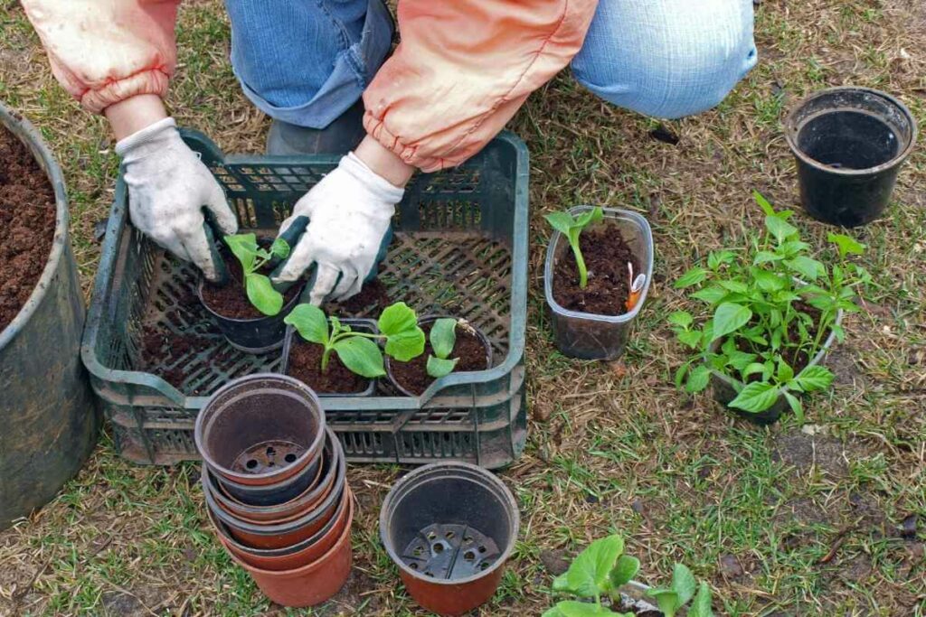 Replanting garden