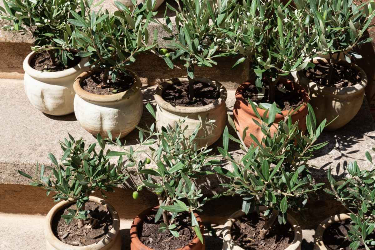 What Size Pot Do You Need for an Olive Tree? Gardenia Organic
