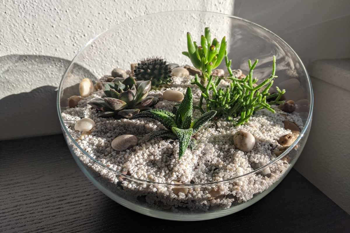 Can Cacti and Succulents Be Planted Together? Gardenia Organic