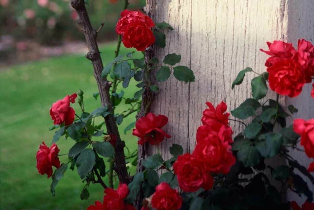 Rock roses in a garden