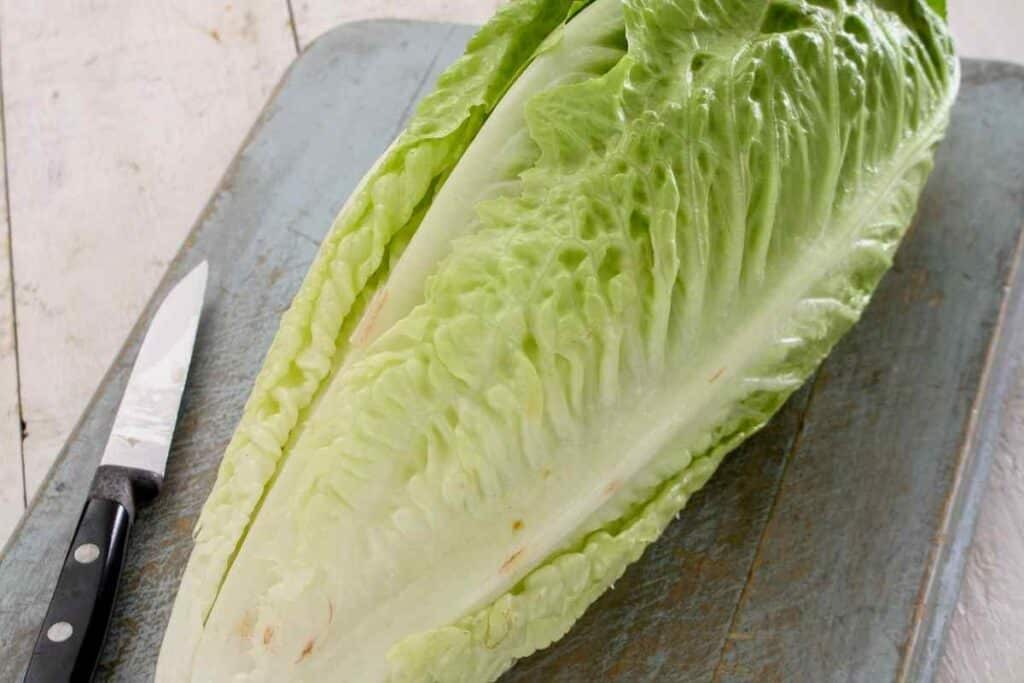 Romaine lettuce really tall