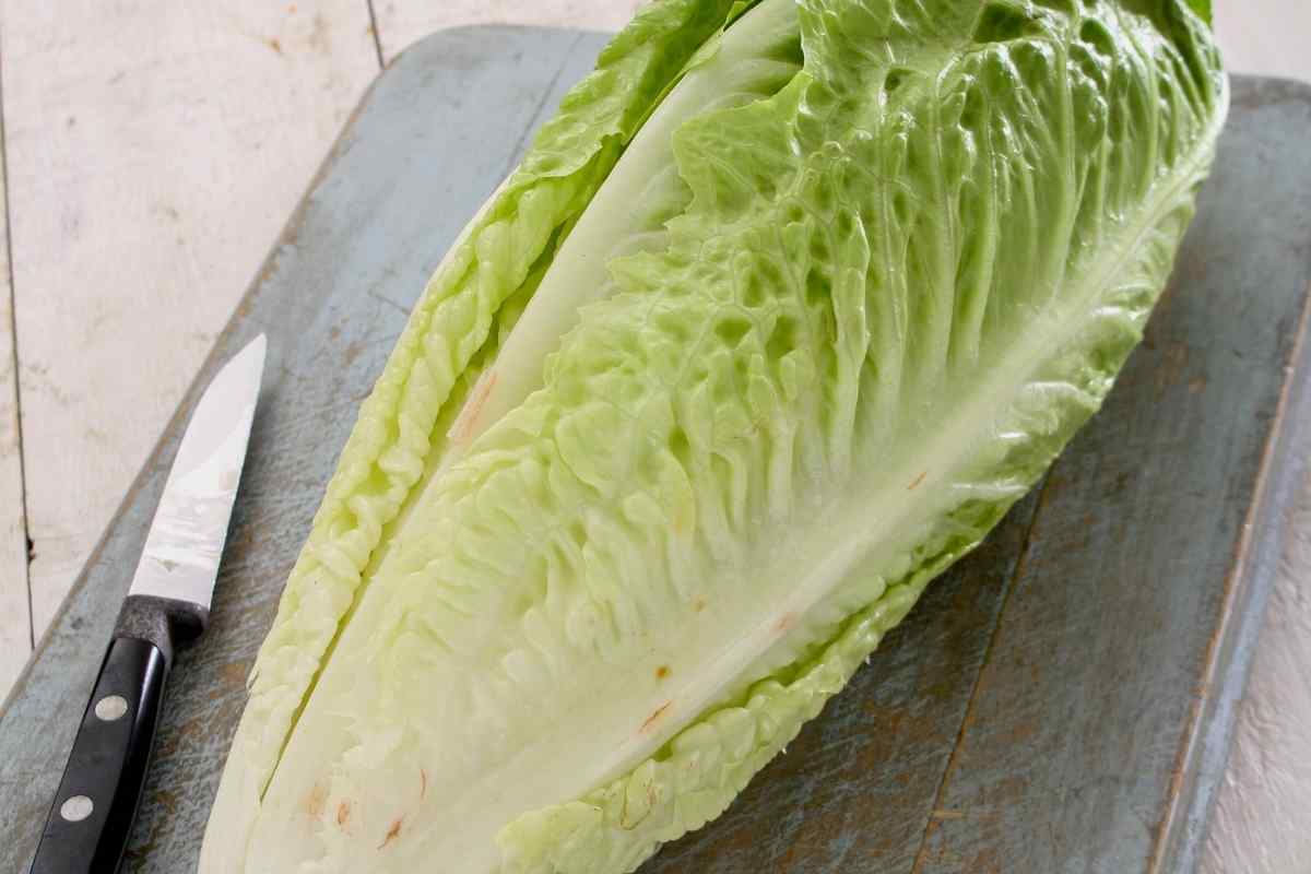 Romaine Lettuce Is Growing Tall
