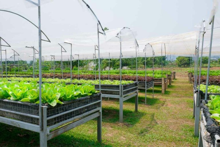 Why Is My Romaine Lettuce Growing Tall? Gardenia Organic