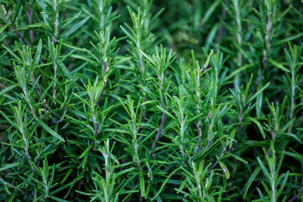 Rosemary herbs