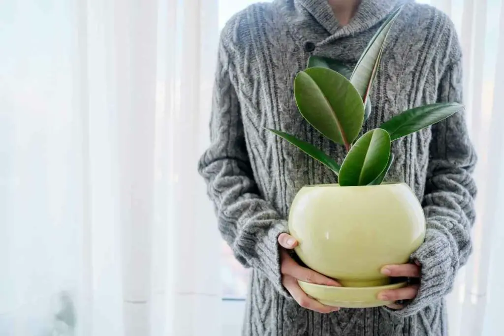 A girl is holding rubber plant in a pot