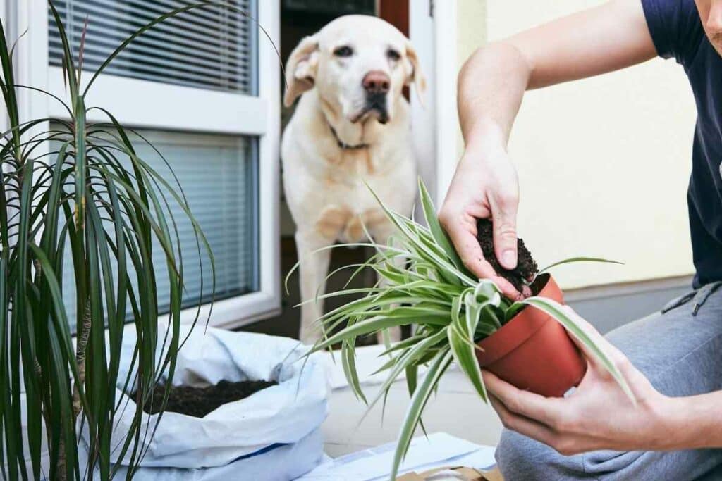 Are Rubber Plants Really Toxic to Pets?