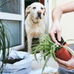 Are Rubber Plants Really Toxic to Pets?