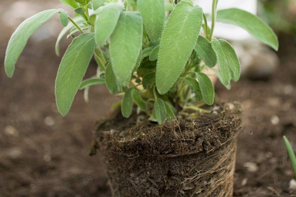 Using fertilization for sage plant to prevent leaves turning black