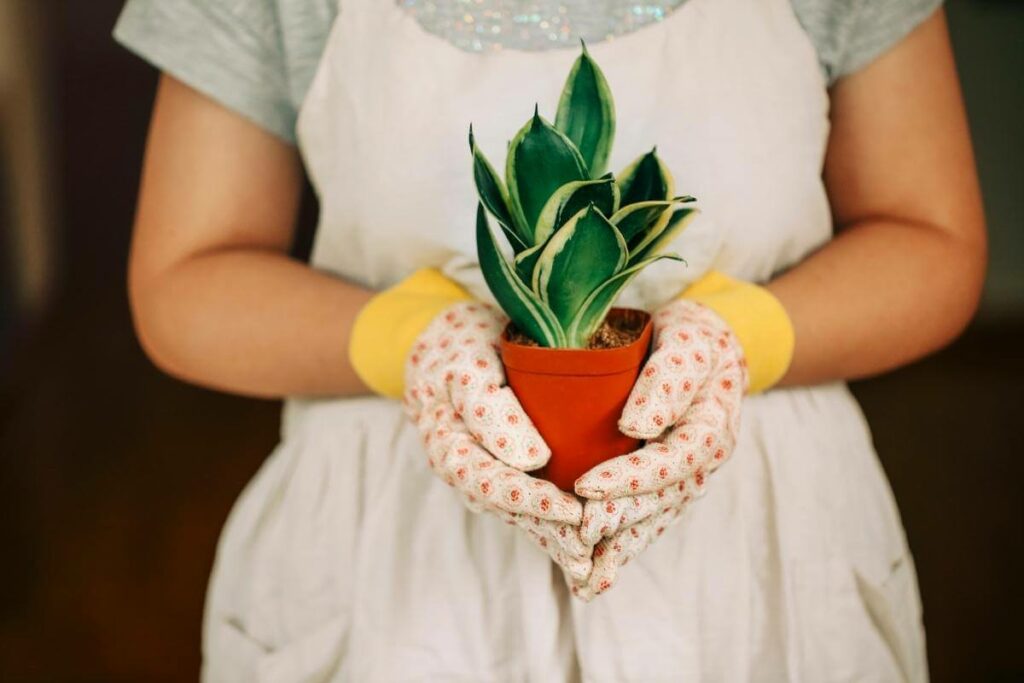 Sansevieria snake plant