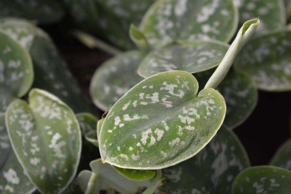 Satin pothos indoor plant