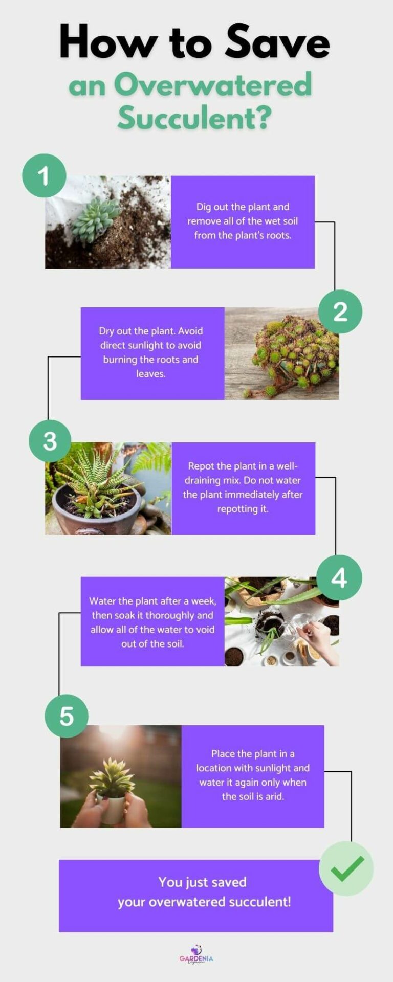 How to Save an Overwatered Succulent? Gardenia Organic