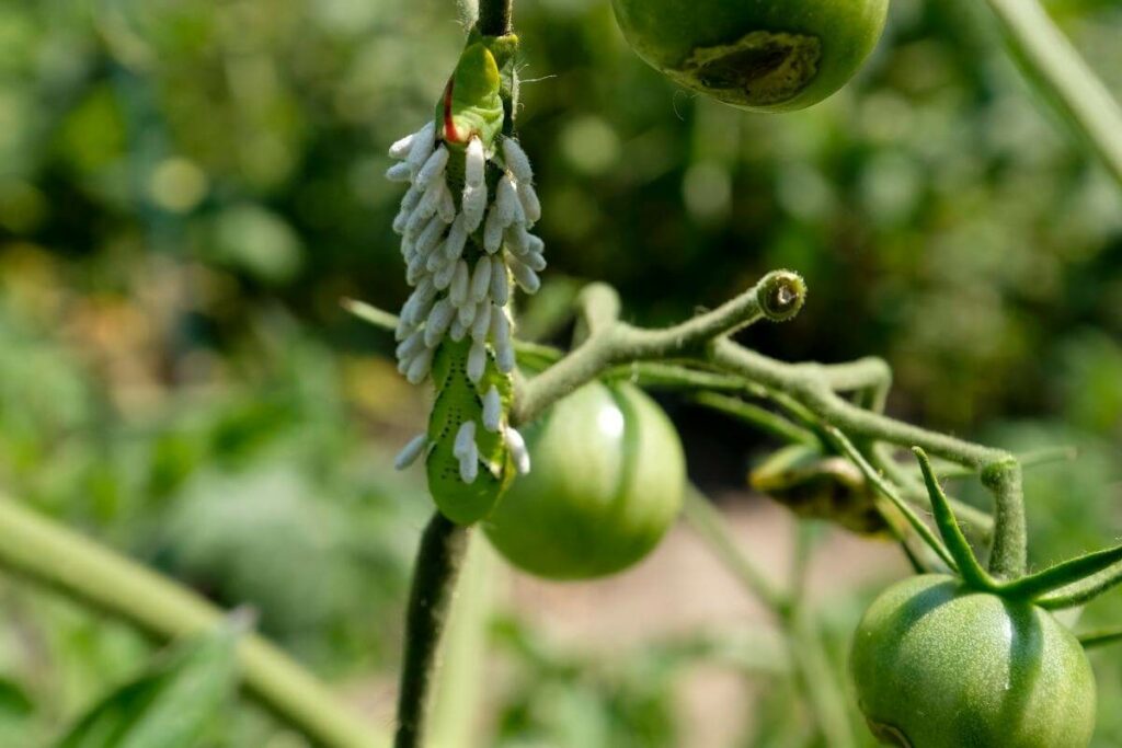 Save your tomato from hornworms