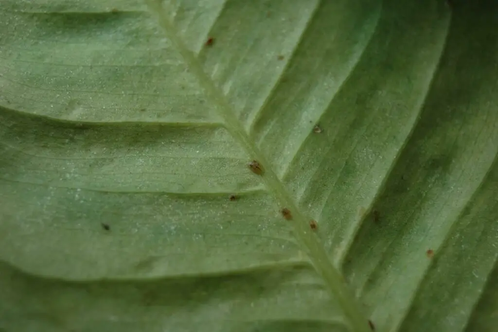 Signs of a Scale Insect Infestation on Your Plants
