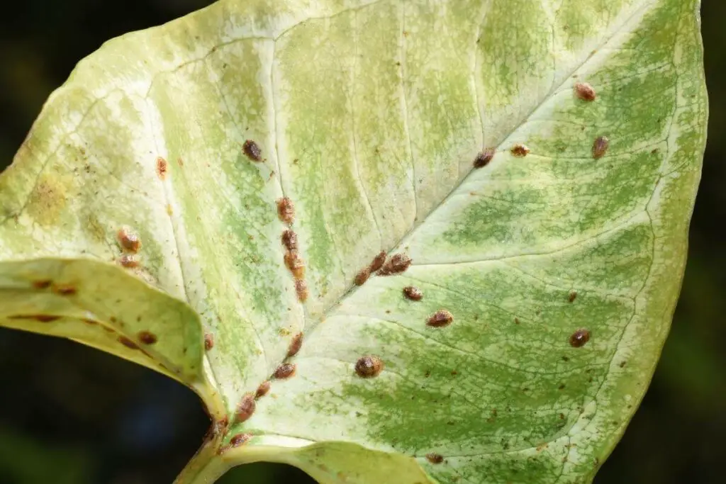 Scale Insects Are a Common Garden Pest