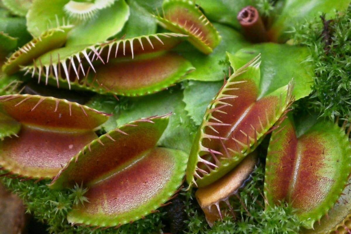 How Much Water Does A Venus Flytrap Need? Gardenia Organic