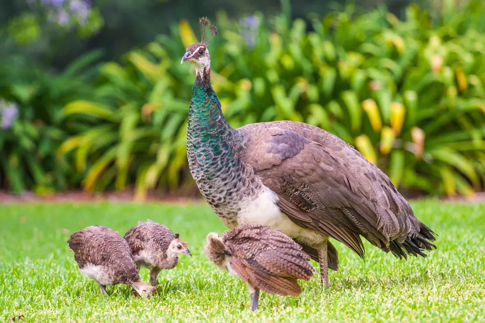 Can Peacocks Survive In The Wild In The U.S.?