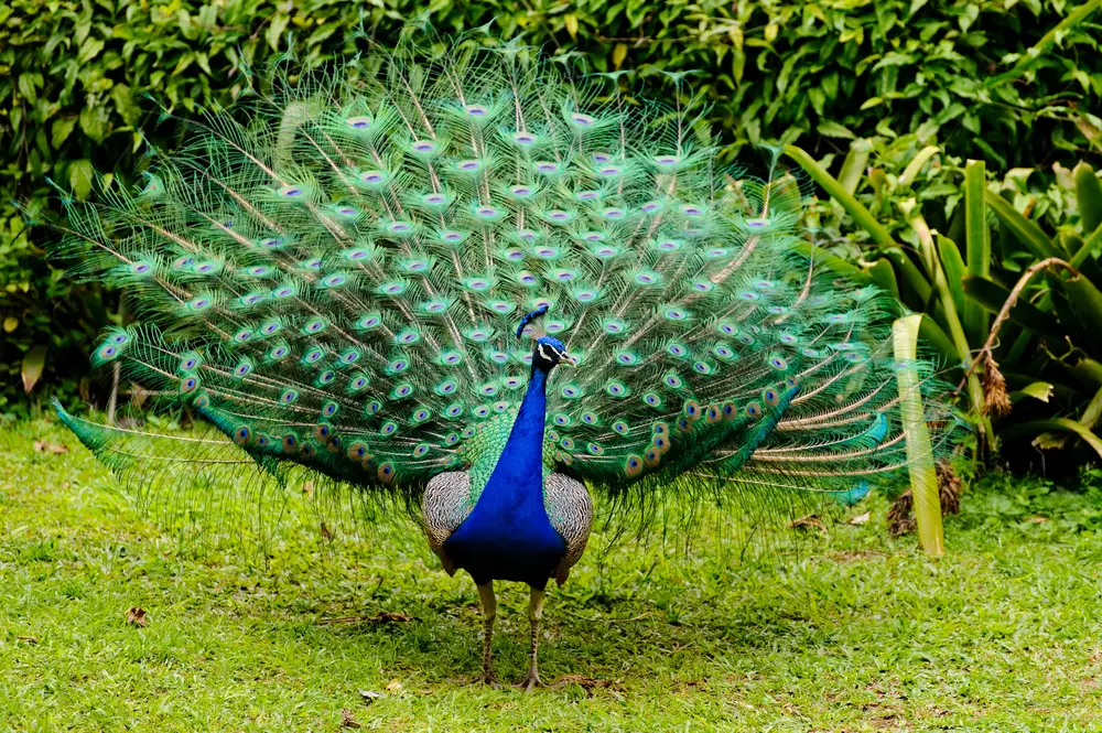 The Future Of Wild Peacocks In The United States