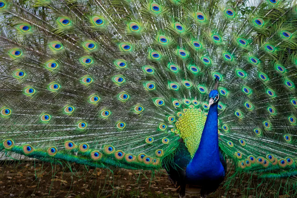 Vibrant blue Indian Peacock with tail feathers
