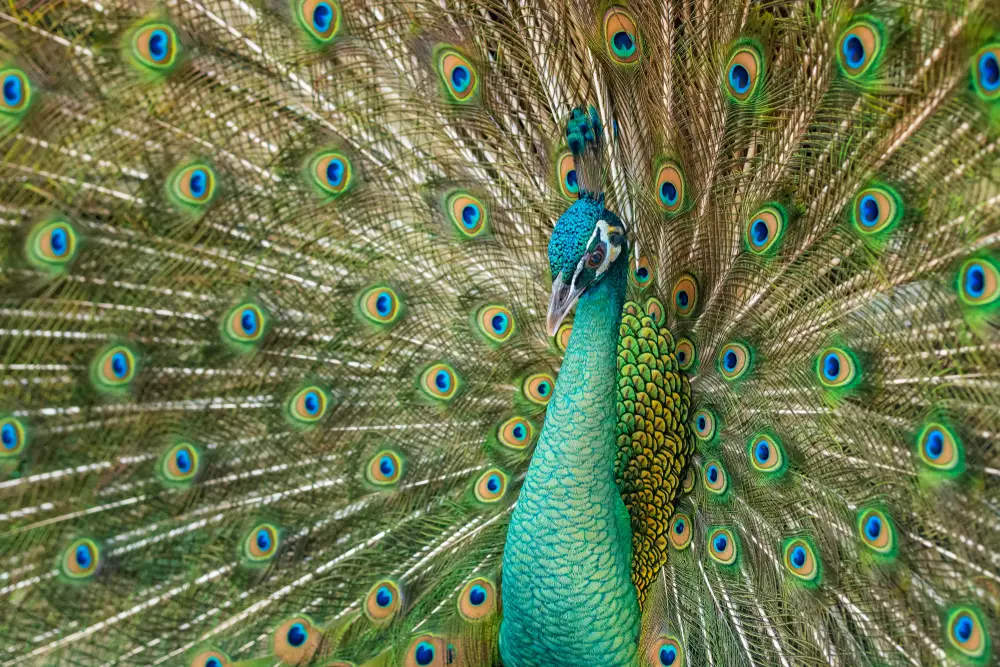 Are There Wild Peacocks In The U.S.? 