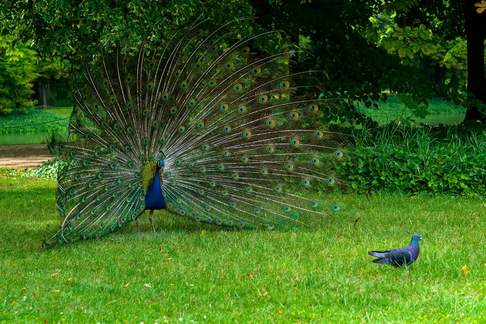 Many people have problems with wild peacocks in U.S. cities. 