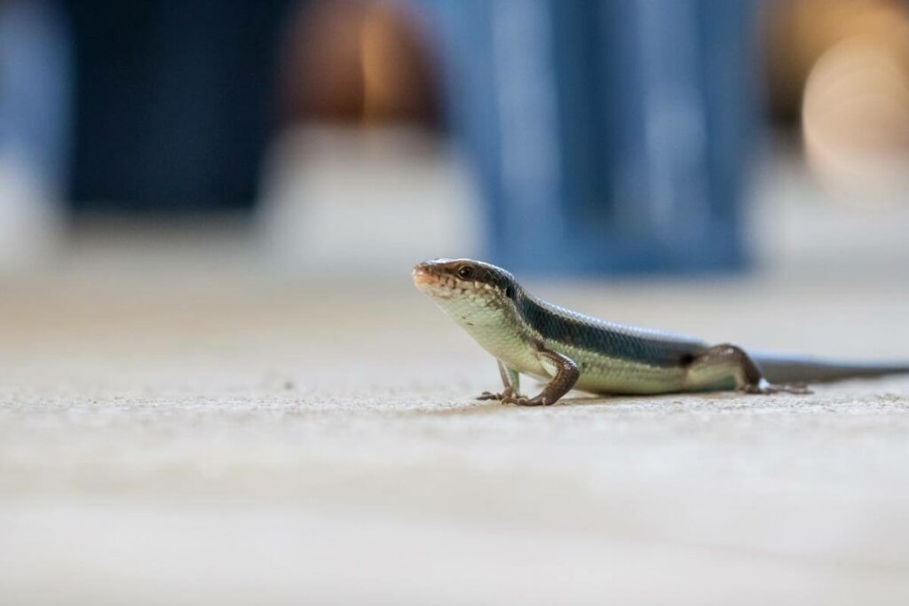 Skink is running around