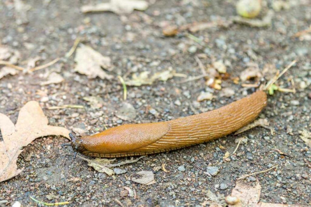 Slug family does not have backbones