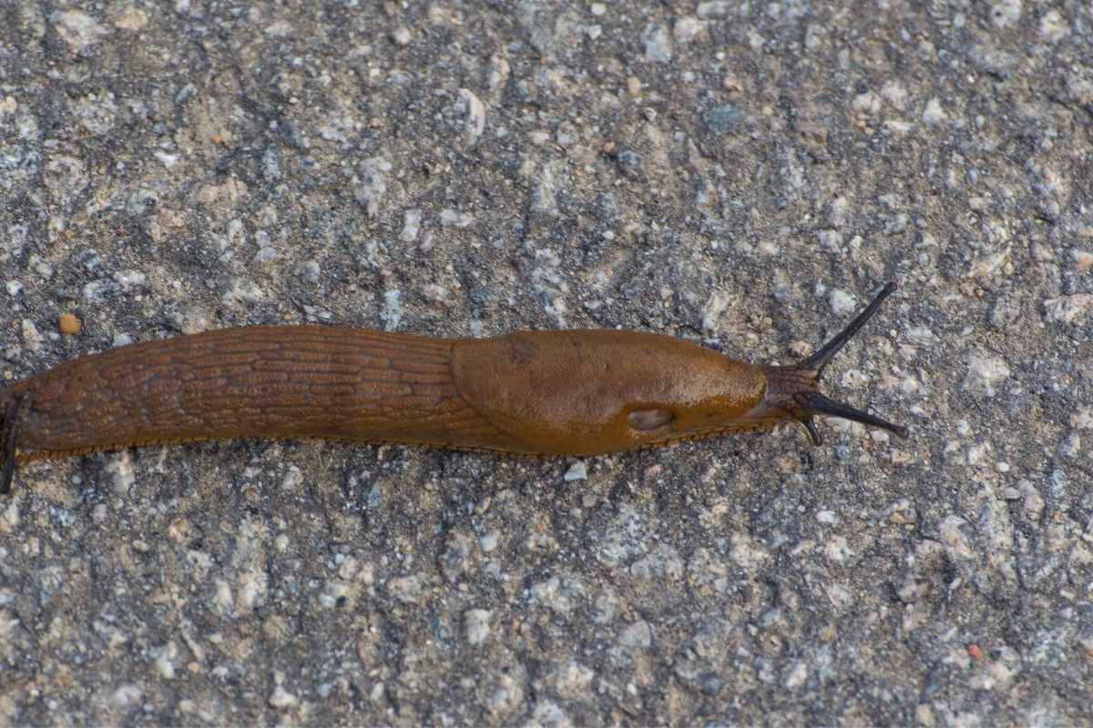 Do Slugs Have Backbones? Gardenia Organic