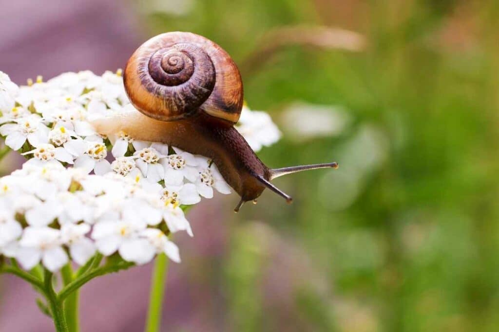 Digestive system of the snails