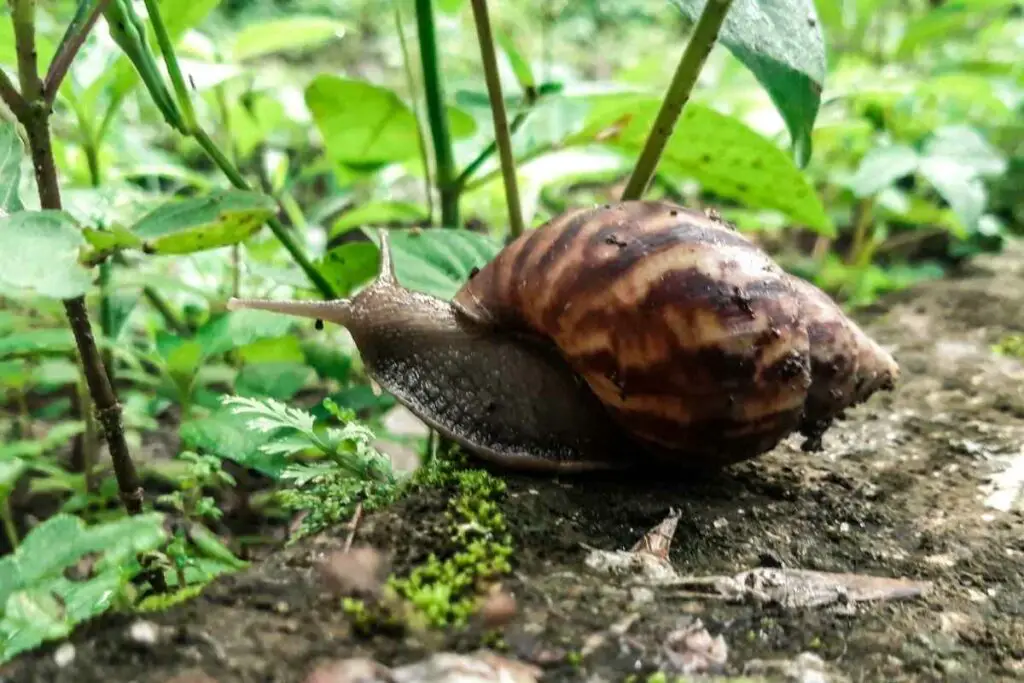 Snail in garden looking around