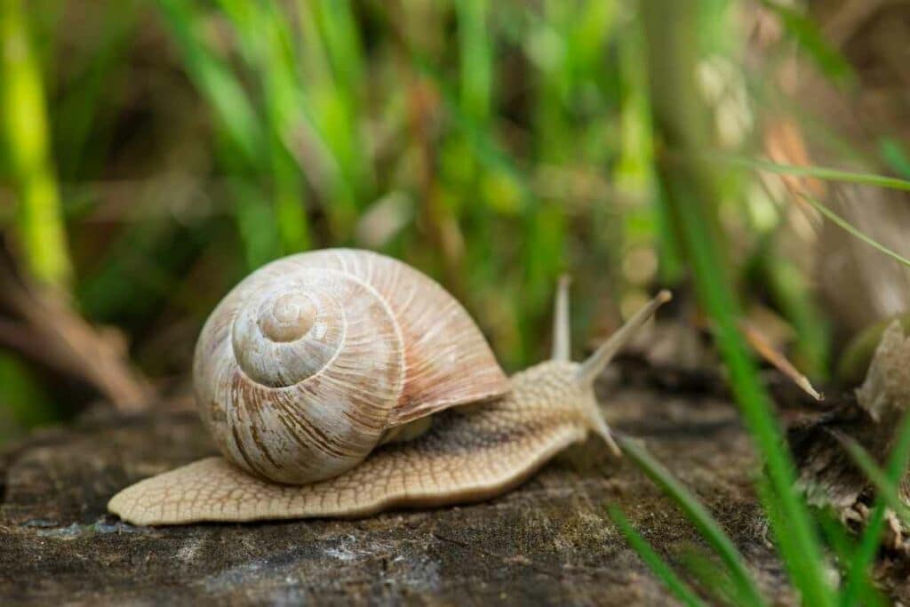 Garden snail