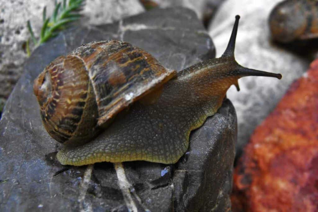 Snails are not blind