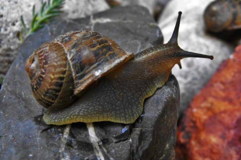 Do Snails Have Eyes or Are They Blind? - Gardenia Organic