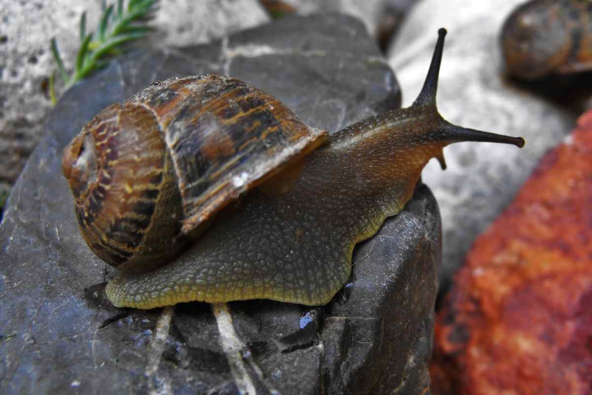 Do Snails Have Eyes or Are They Blind? Gardenia Organic