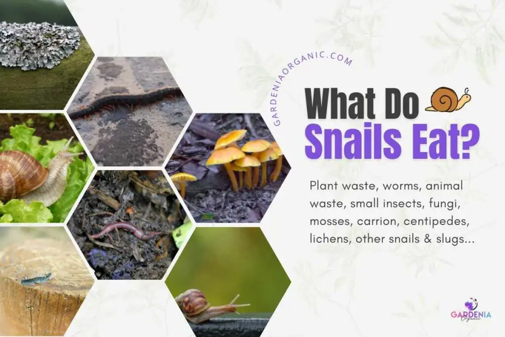 What snails eat every day