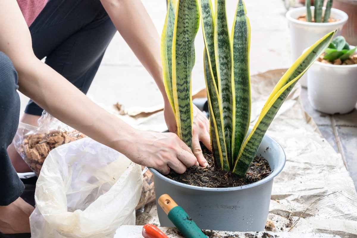 Can I Put My Snake Plant In an Outdoor Container? - Gardenia Organic