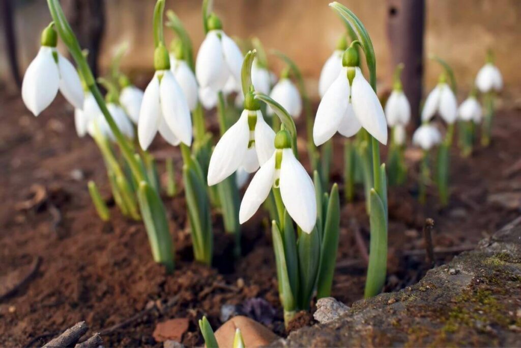 Snowdrops plant